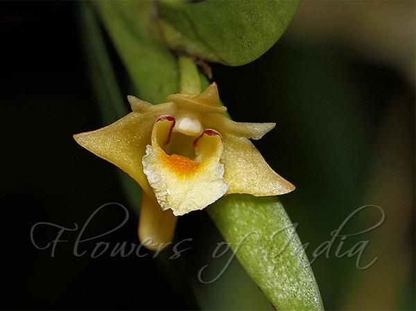 Shompen Dendrobium